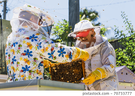 Beekeeper controlling beehive and comb frame Beekeeper controlling beehive and comb frame 70733777