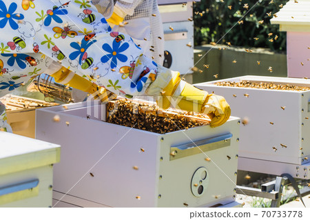Beekeeper controlling beehive and comb frame 70733778