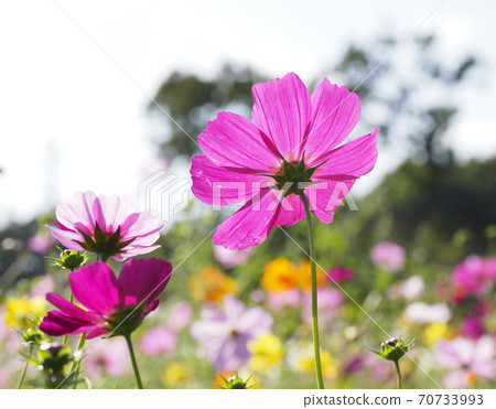 Akebono mountain agricultural park cosmos Akebono mountain agricultural park cosmos 70733993