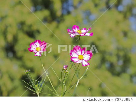 Akebono山農業公園波斯菊 Akebono山農業公園波斯菊 70733994