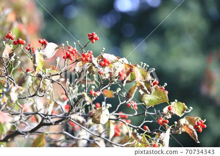 秋天的蜜蜂和紅色水果 秋天的蜜蜂和紅色水果 70734343