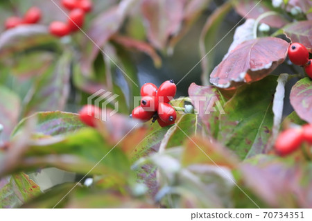 Autumn dogwood and red fruit 70734351