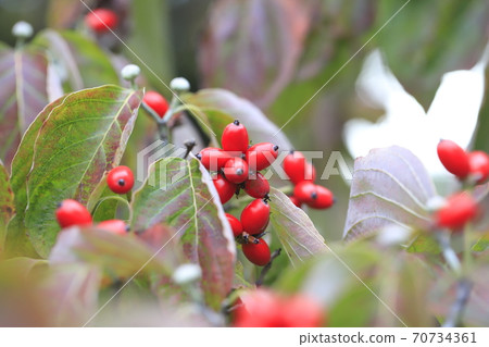 秋天的蜜蜂和紅色水果 70734361