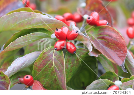 Autumn dogwood and red fruit Autumn dogwood and red fruit 70734364