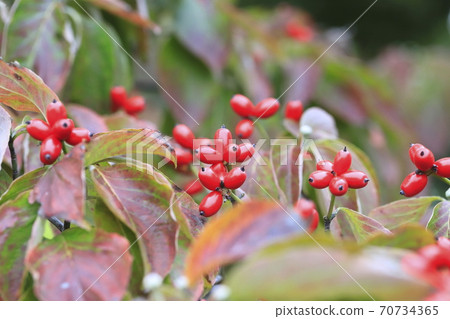 Autumn dogwood and red fruit Autumn dogwood and red fruit 70734365