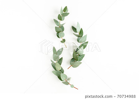 green leaves eucalyptus isolated on white background. flat lay, top view green leaves eucalyptus isolated on white background. flat lay, top view 70734988
