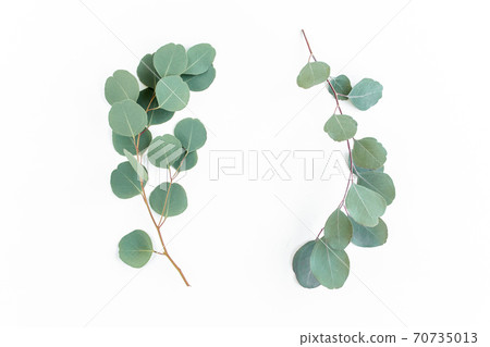 Wreath frame made of branches eucalyptus and leaves isolated on white background. Flat lay. Top view. Wreath frame made of branches eucalyptus and leaves isolated on white background. Flat lay. Top view. 70735013