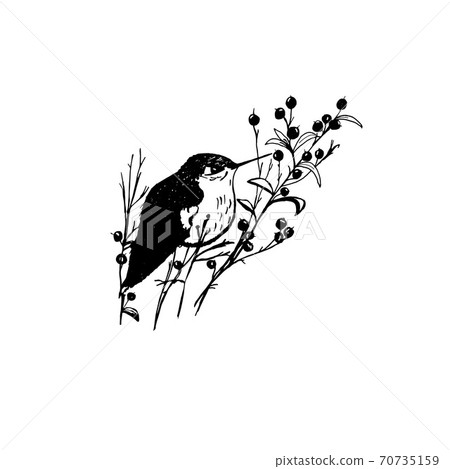 bird sitting on the branch with berries bird sitting on the branch with berries 70735159