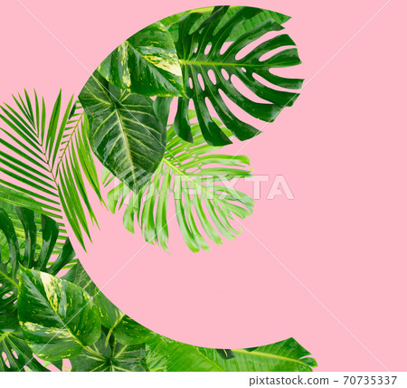 Tropical green leaves Tropical green leaves 70735337