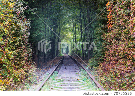 Trees tunnel 70735556