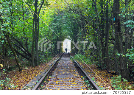 Trees tunnel Trees tunnel 70735557