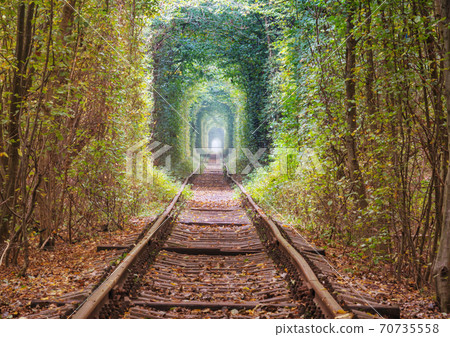 Trees tunnel Trees tunnel 70735558