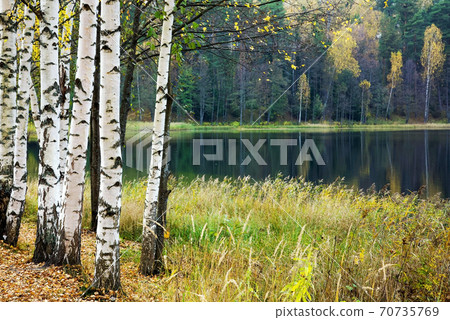Autumn lake Svetloyar in the Nizhny Novgorod region in Russia 70735769
