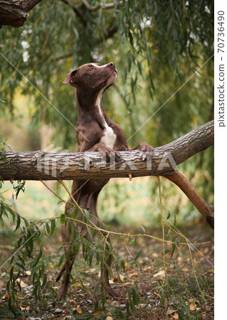The brown dog of breed a pit bull terrier costs on hinder legs, having put lobbies on a tree 70736490