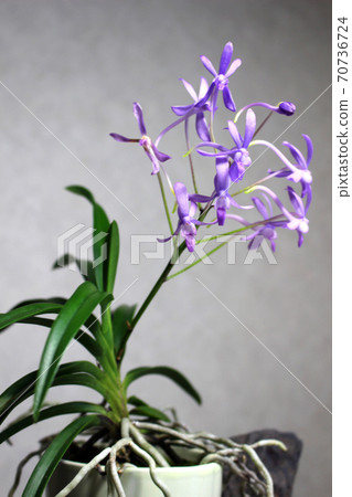 精紡藍月亮 精紡藍月亮 70736724