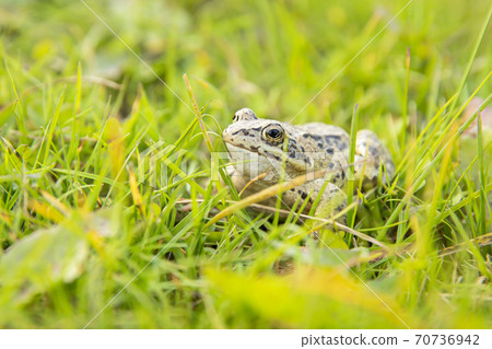 A witty frog sits on the grass under the rays of the sun. Swamp frog close-up. 70736942