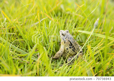 A witty frog sits on the grass under the rays of the sun. Swamp frog close-up. 70736943