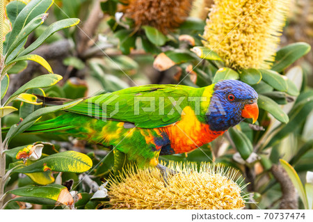 Isolated rainbow lorikeet seeking nectar on a tree in Sydney 70737474