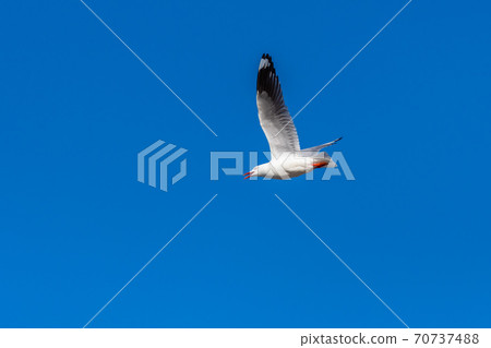 Single seagull flying on a blue sky background 70737488