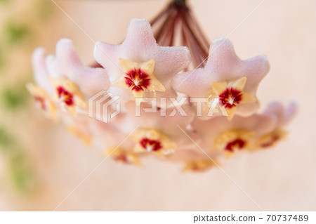 Macro of Hoya Carnosa or Waxplant Flower Macro of Hoya Carnosa or Waxplant Flower 70737489