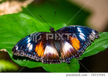 Eggfly butterfly - Hypolimnas bolina - black with coloured spots 70737491