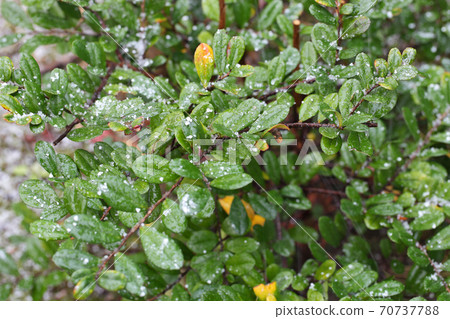 冰雹在濱Ham崎的葉子上堆積 冰雹在濱Ham崎的葉子上堆積 70737788