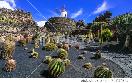 Lanzarote island - Botanical cactus garden, popular attraction in Canary islands 70737802
