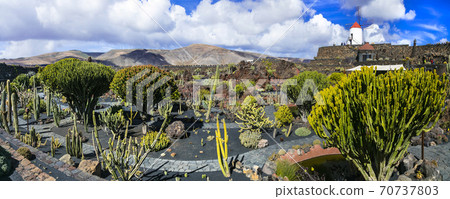 Lanzarote island - Botanical cactus garden, popular attraction in Canary islands 70737803