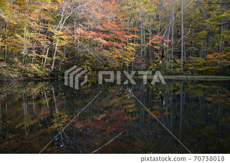 Tsukinuma autumn leaves 70738018