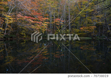 Tsukinuma autumn leaves 70738019