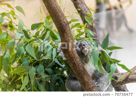 [Koala climbing trees at Tama Zoo] 70738477