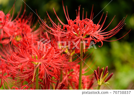 Cluster amaryllis 70738837