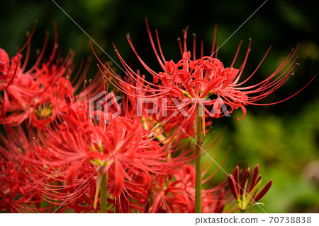 Cluster amaryllis Cluster amaryllis 70738838