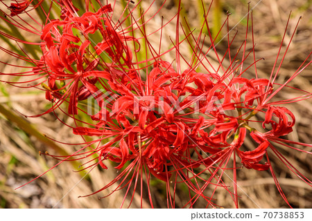Cluster amaryllis Cluster amaryllis 70738853