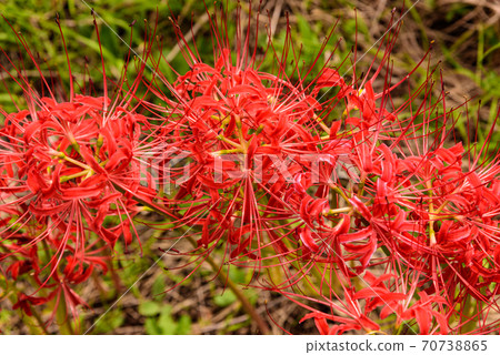 Cluster amaryllis Cluster amaryllis 70738865