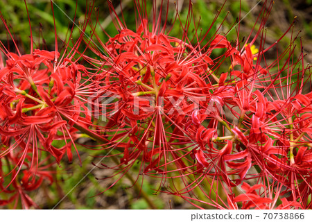 Cluster amaryllis Cluster amaryllis 70738866