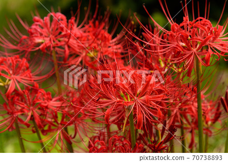 Cluster amaryllis 70738893