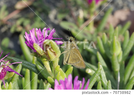 Chabane Seseli 70738982