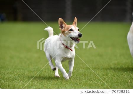 傑克羅素梗犬玩狗跑（這是攝影師擁有的狗跑） 70739211