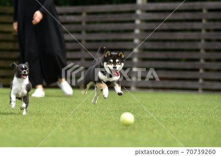 柴犬和狗狗一起玩(這是攝影師擁有的狗狗) 柴犬和狗狗一起玩(這是攝影師擁有的狗狗) 70739260