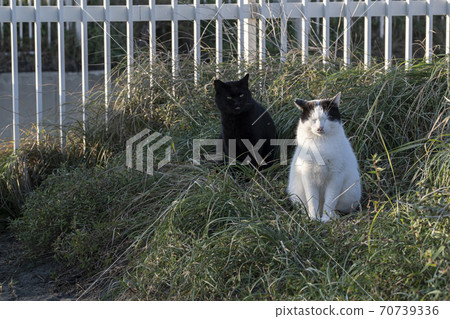 Cat in the grass in the evening Cat in the grass in the evening 70739336