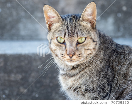 [動物]一隻流浪貓，盯著一隻Kijitora貓 70739350