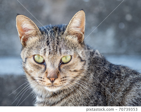 [動物]一隻流浪貓，盯著一隻Kijitora貓 70739353