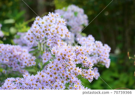 錫安花 70739366