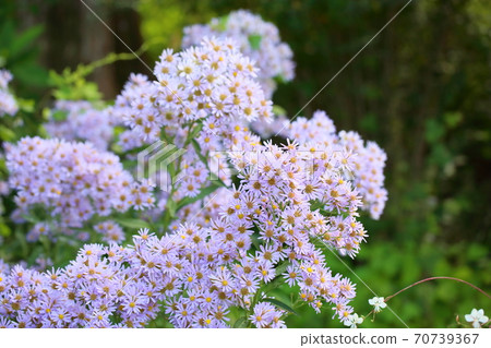 錫安花 錫安花 70739367