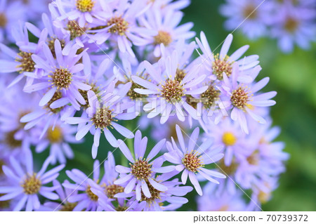 錫安花 錫安花 70739372