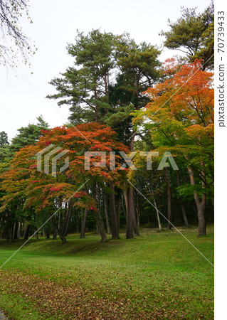 Tonogo Hachimangu Shrine where the autumn leaves have begun Tonogo Hachimangu Shrine where the autumn leaves have begun 70739433