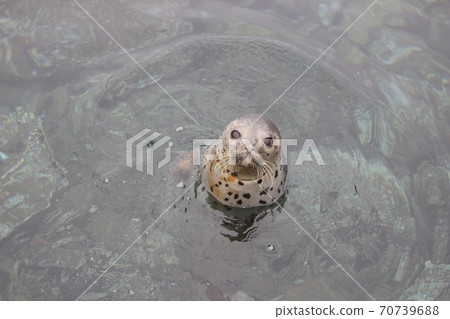 Spotted seals appear from the surface of the sea Spotted seals appear from the surface of the sea 70739688