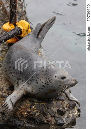 高馬夫蜥蜴從陸地俯瞰大海 70739690