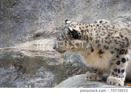 Snow leopard 70739833